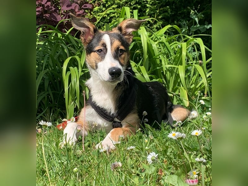 Lucky sucht Menschen mit Hundeverstand