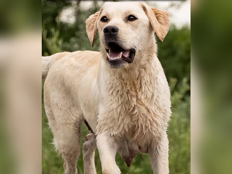 Labrador- Welpen suchen liebevolles zu Hause