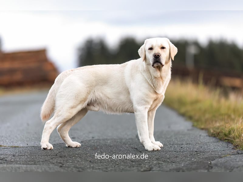 Labrador- Welpen suchen liebevolles zu Hause