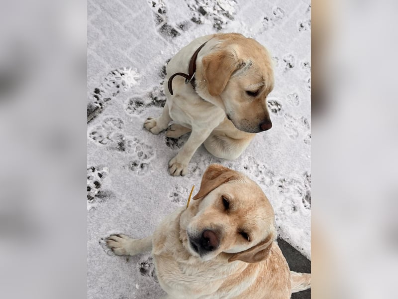 Labrador- Welpen suchen liebevolles zu Hause