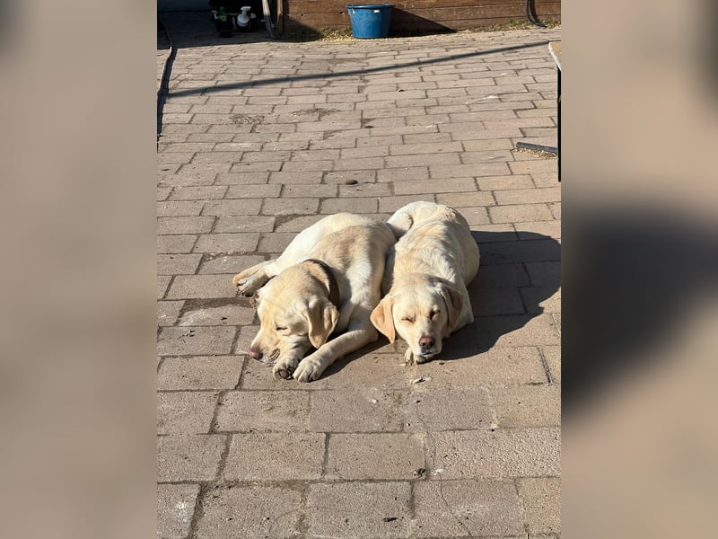Labrador- Welpen suchen liebevolles zu Hause