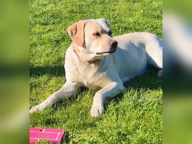 Labrador- Welpen suchen liebevolles zu Hause
