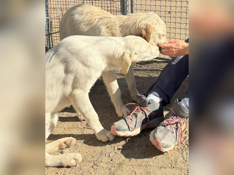 Winnie : will toben, spielen, schmusen