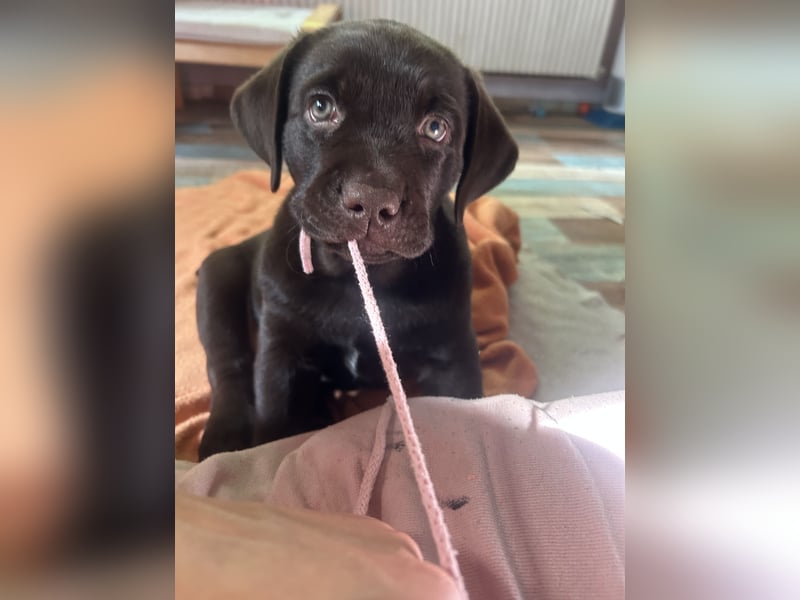 Labrador-Golden Retriever