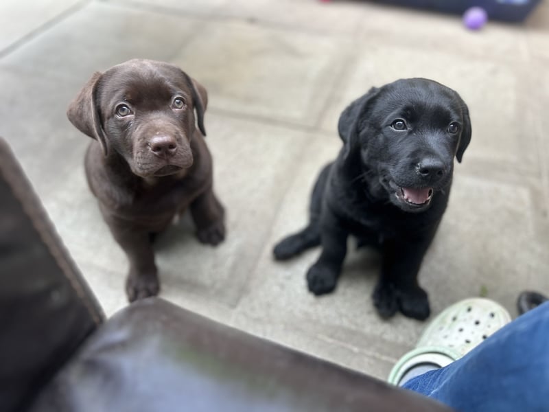 Labrador-Golden Retriever