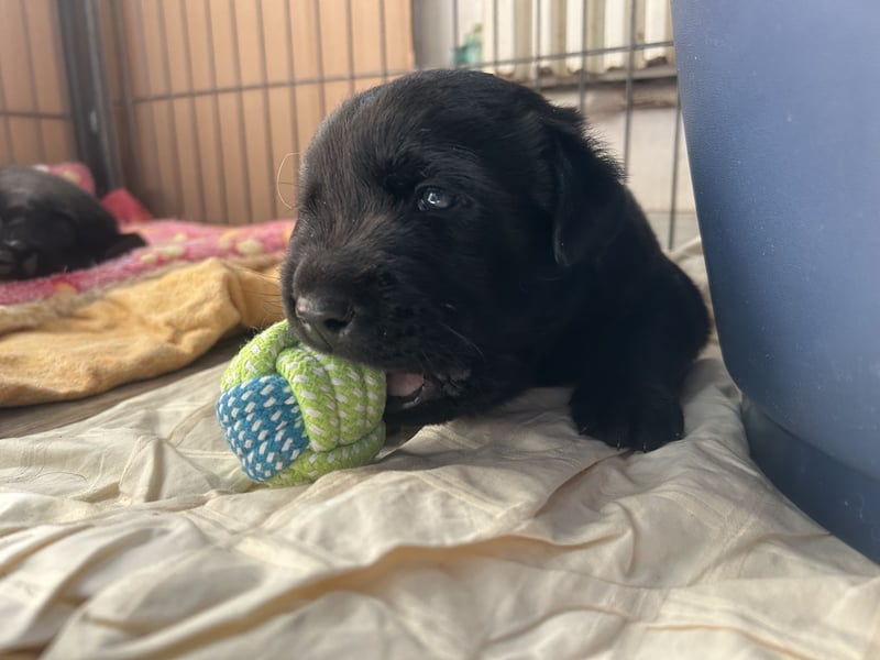 Labrador-Golden Retriever