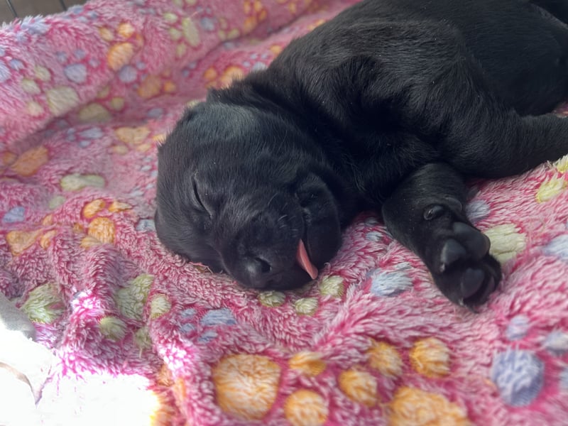 Labrador-Golden Retriever