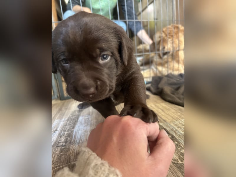 Labrador-Golden Retriever