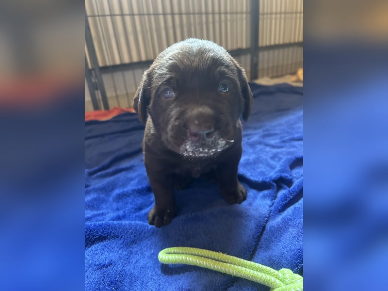 Labrador-Golden Retriever