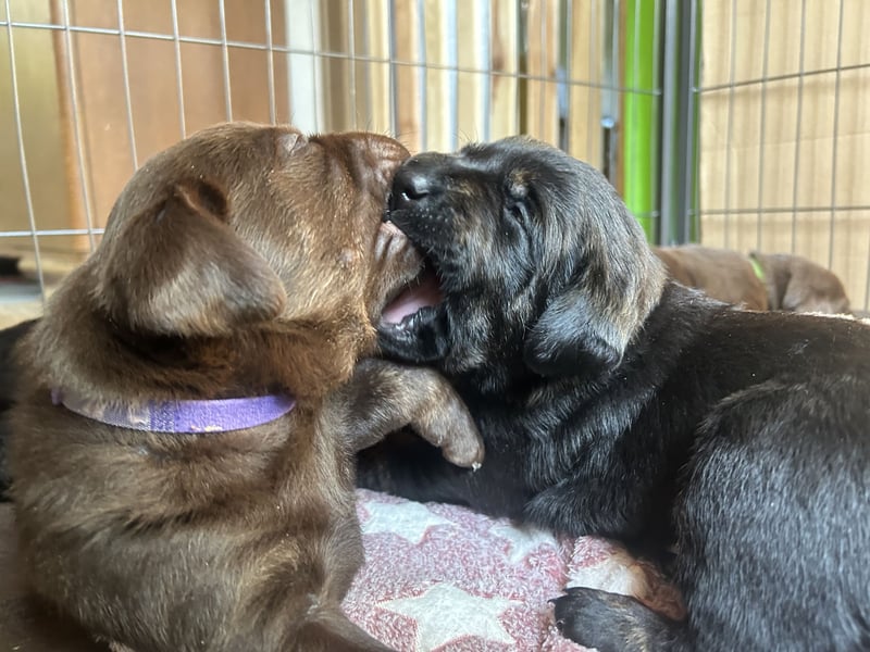 Labrador-Golden Retriever