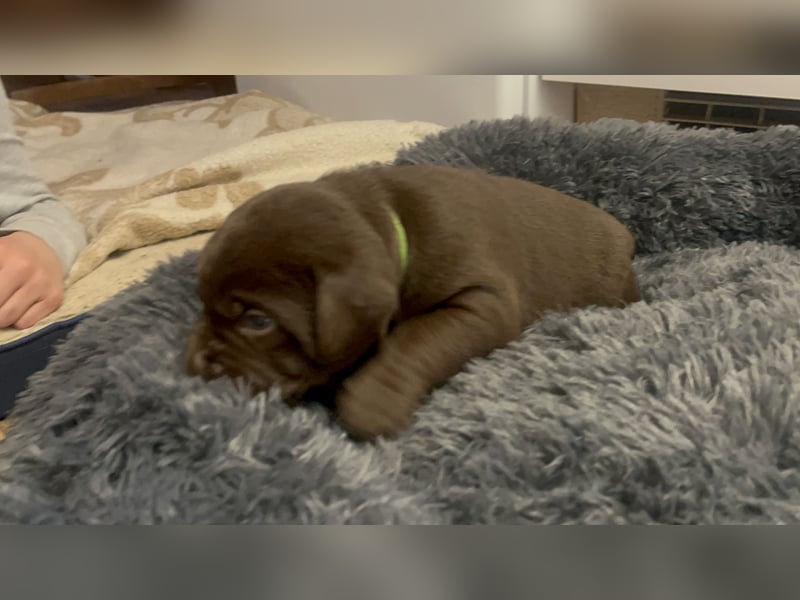 Labrador-Golden Retriever