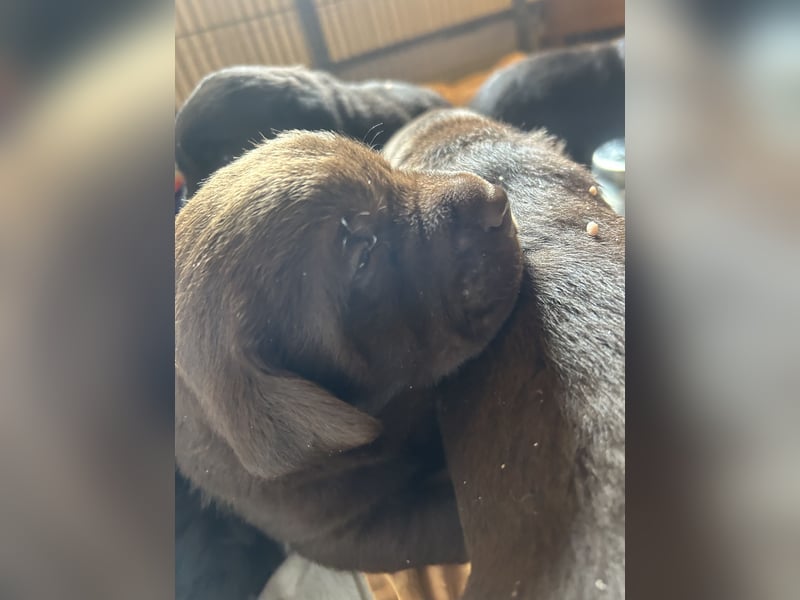 Labrador-Golden Retriever