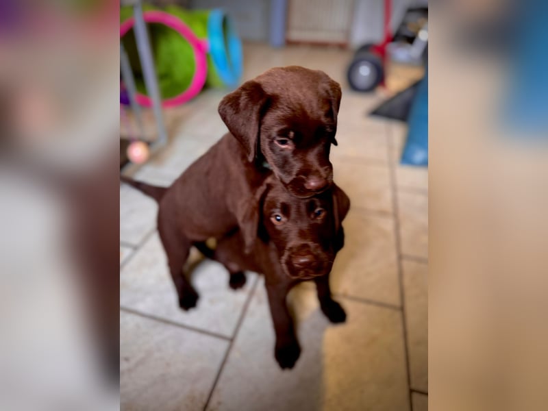 Reinrassige Labrador Welpen Schoko trainiert Katzen gewöhnt