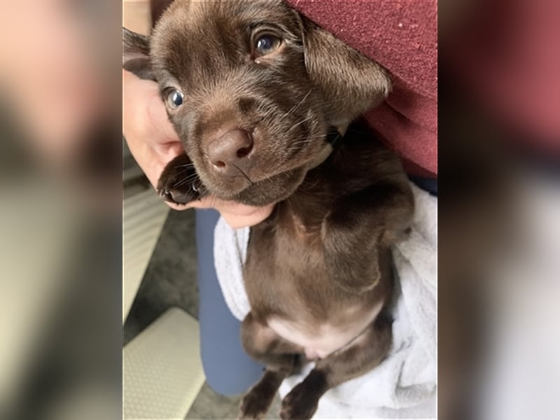Reinrassige Labrador Welpen Schoko trainiert Katzen gewöhnt