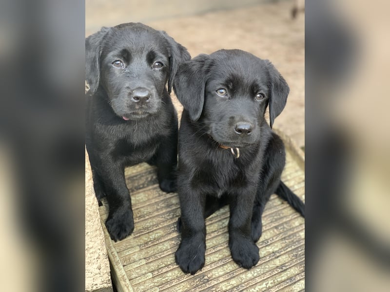 Reinrassige Labrador Welpen Schoko trainiert Katzen gewöhnt