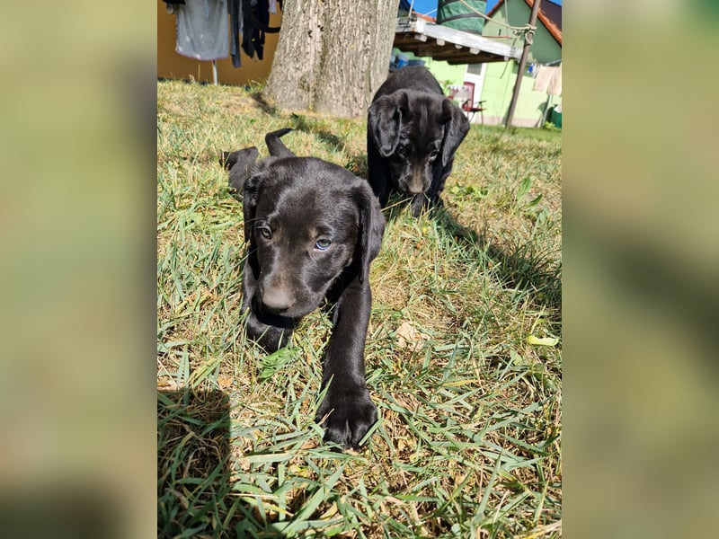 Labrador Retriever Welpen