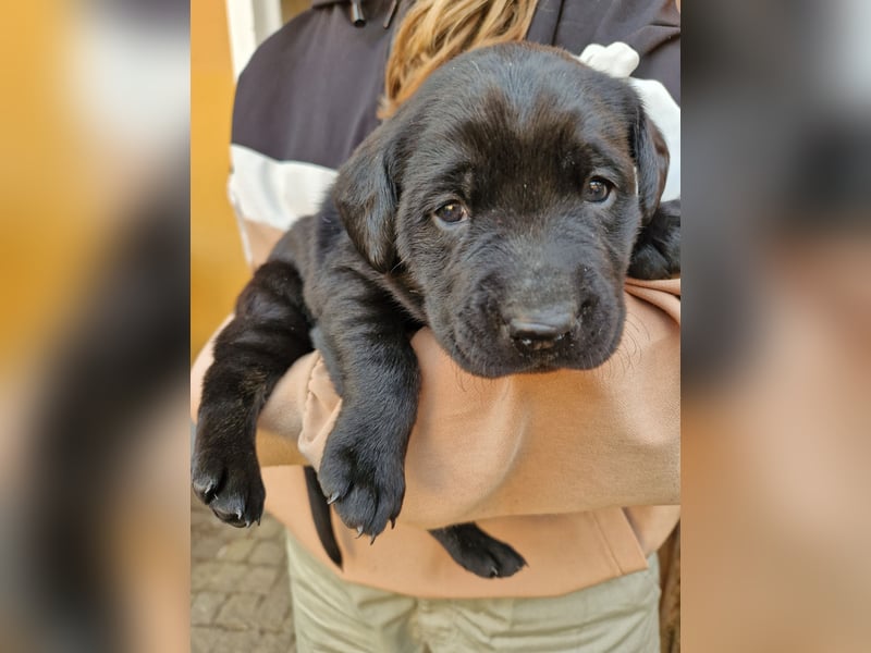 Labrador Retriever Welpen