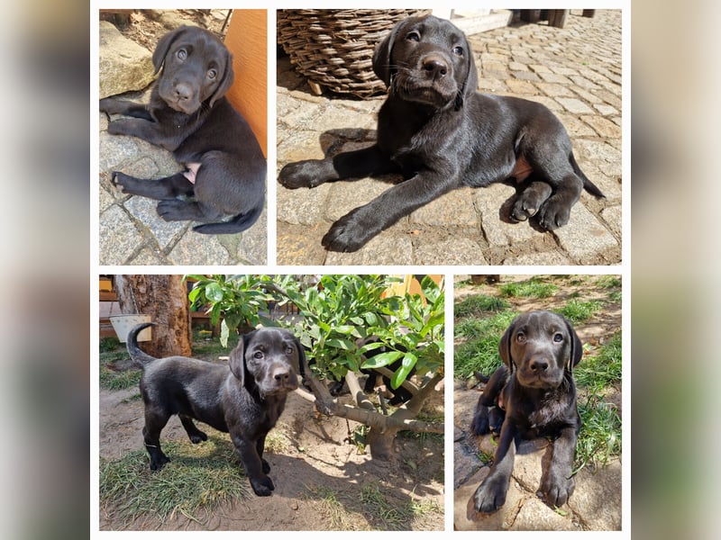 Labrador Retriever Welpen