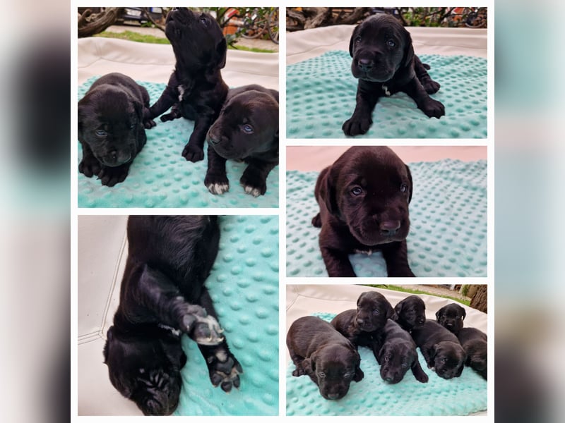 Labrador Retriever Welpen