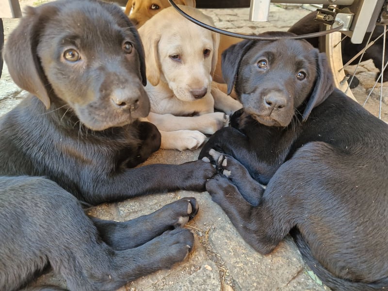 Labrador Retriever Welpen