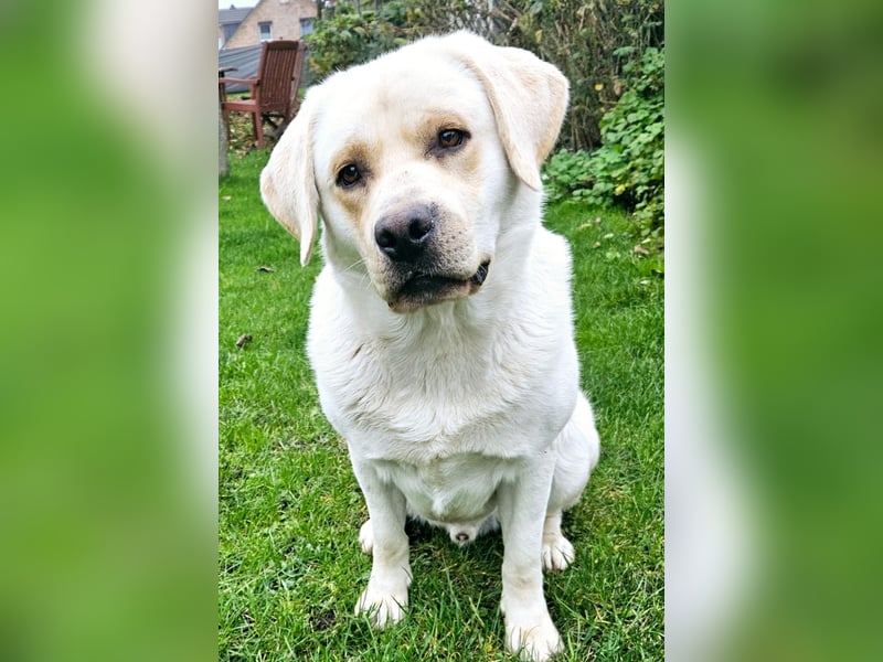 Wurfankündigung Labrador Retriever Welpen Dezember 2024