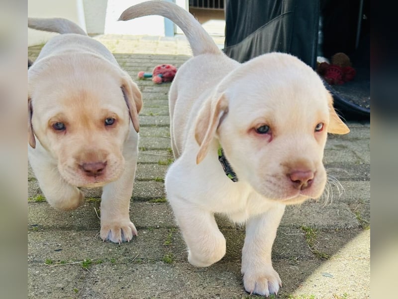 Wurfankündigung Labrador Retriever Welpen Dezember 2024