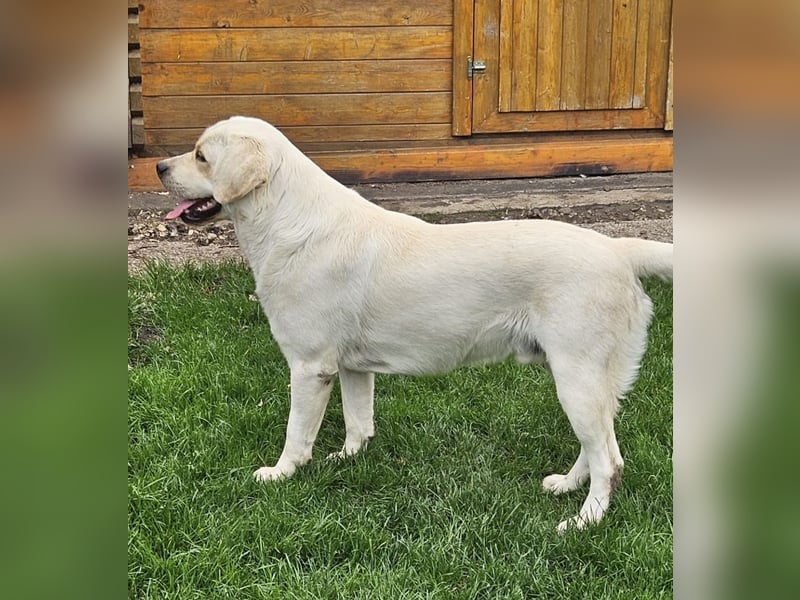 Wurfankündigung Labrador Retriever Welpen Dezember 2024