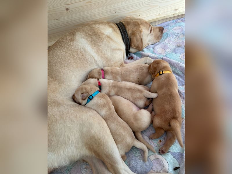 Wurfankündigung Labrador Retriever Welpen Dezember 2024