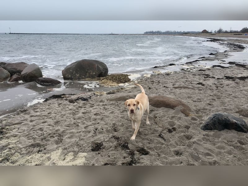 Wurfankündigung Labrador Retriever Welpen Dezember 2024