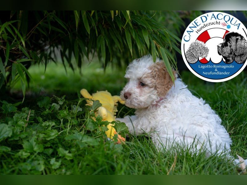 Welpe, 9 Wochen,Hündin , Farbe weiss-organge CANE D'ACQUA Malu