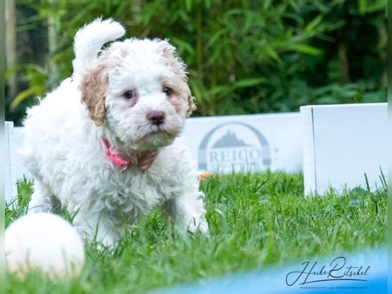 Welpe, 9 Wochen,Hündin , Farbe weiss-organge CANE D'ACQUA Malu