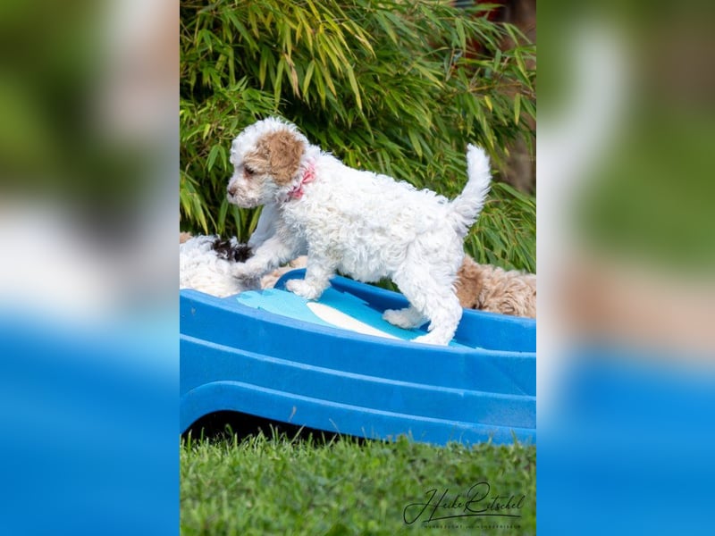 Welpe, 9 Wochen,Hündin , Farbe weiss-organge CANE D'ACQUA Malu