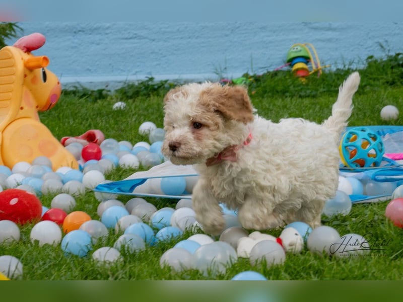 Welpe, 9 Wochen,Hündin , Farbe weiss-organge CANE D'ACQUA Malu