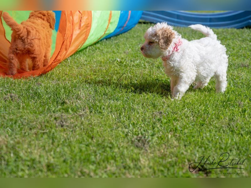 Welpe, 9 Wochen,Hündin , Farbe weiss-organge CANE D'ACQUA Malu