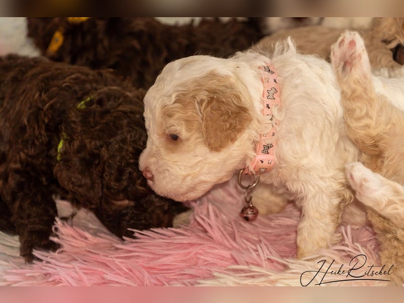 Welpe, 9 Wochen,Hündin , Farbe weiss-organge CANE D'ACQUA Malu
