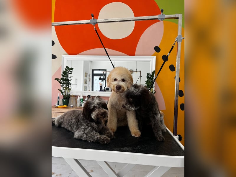 LAGOTTO ROMAGNOLO DOGS