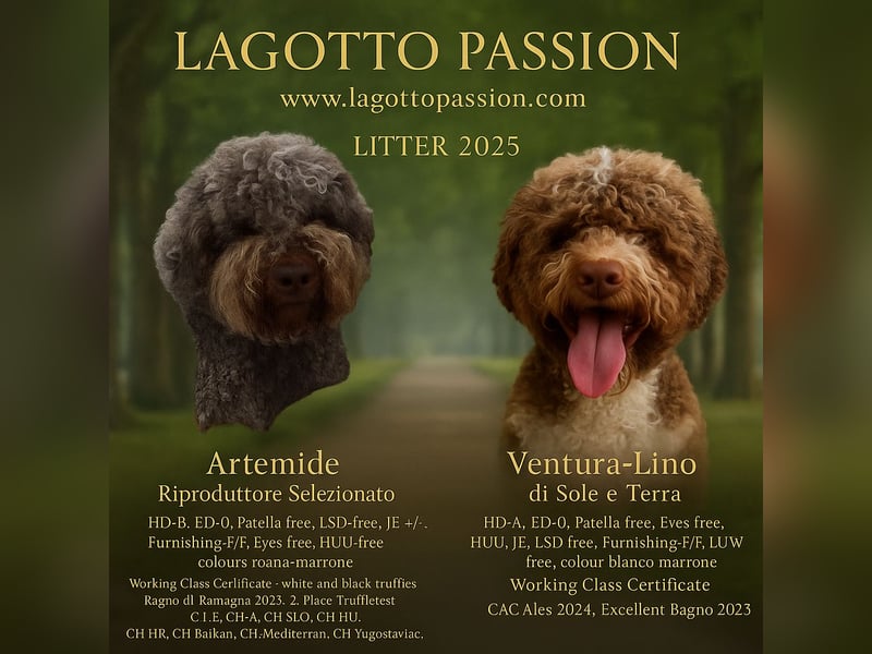 Lagotto Romagnolo Welpen