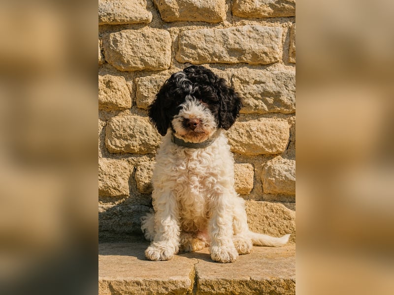 Lagotto Romagnolo Welpen