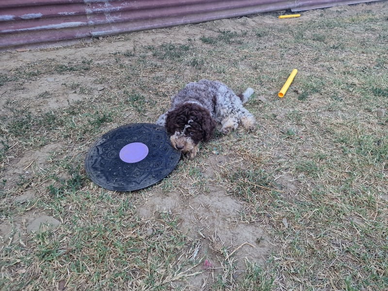 Lagotto con pedigre export