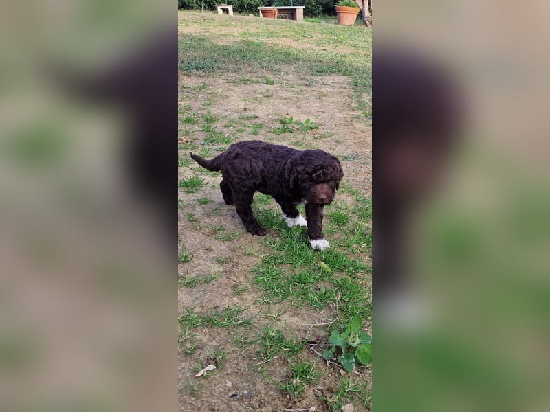 Lagotto con pedigre export rosa