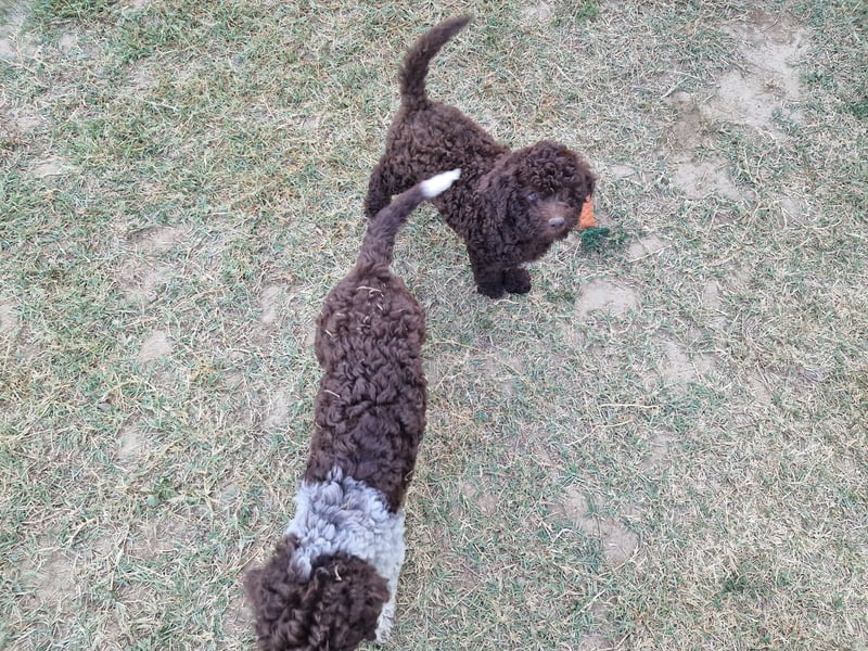 Lagotto con pedigre export