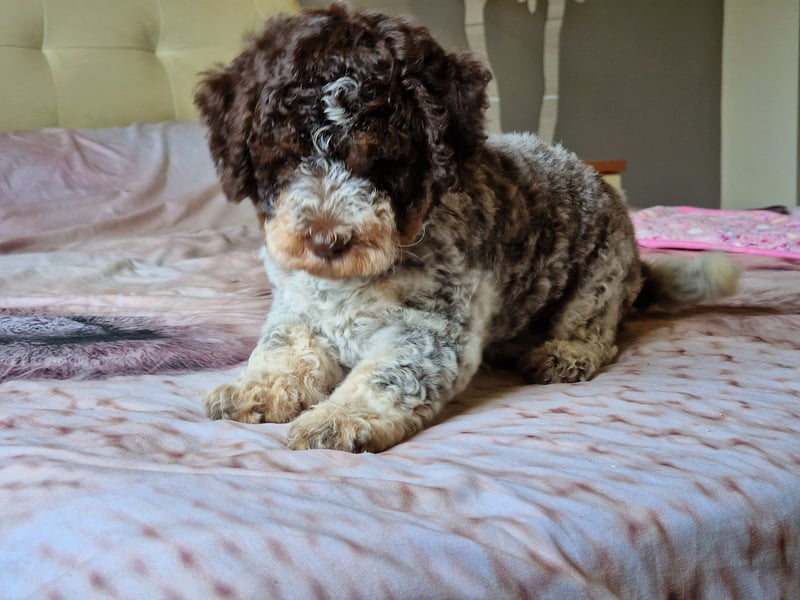 Lagotto con pedigre export