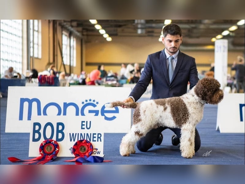Lagotto con pedigre export rosa