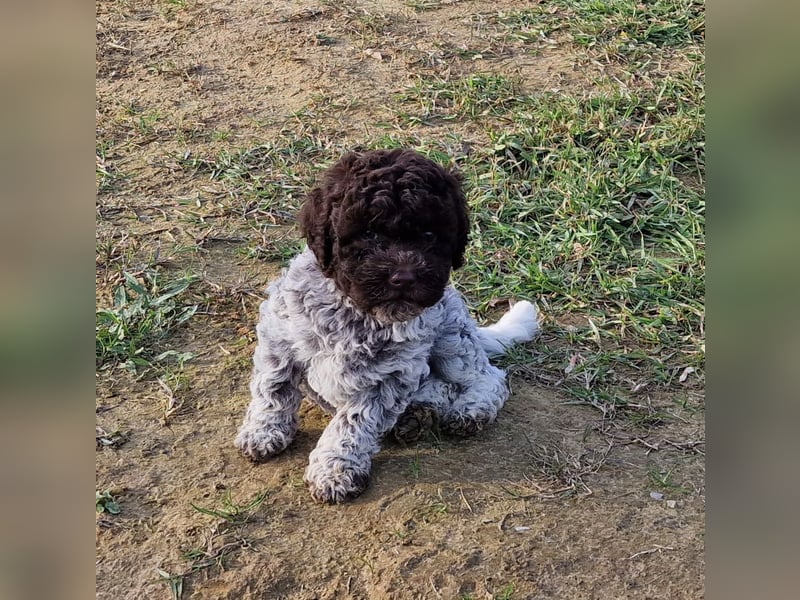 Lagotto con pedigre export rosa