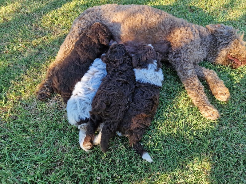 Lagotto con pedigre export