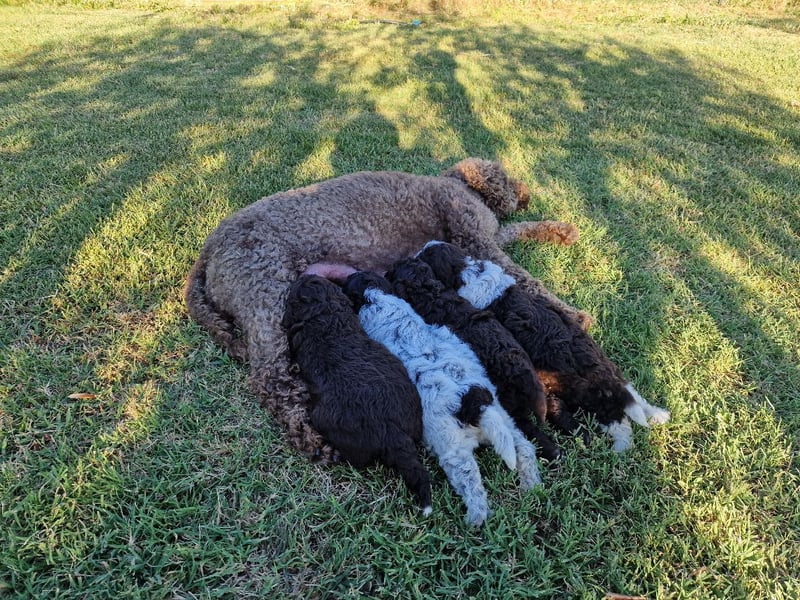 Lagotto con pedigre export