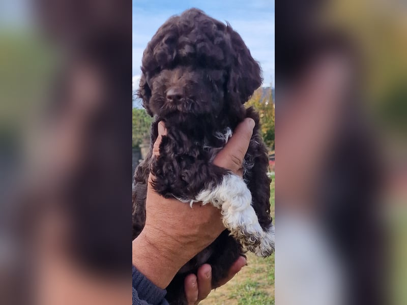 Lagotto con pedigre export rosa