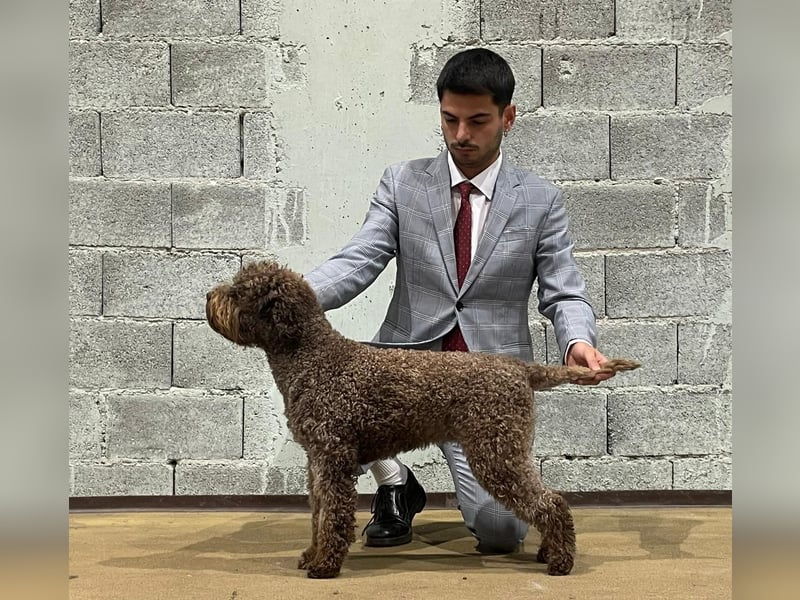 Lagotto con pedigre export rosa