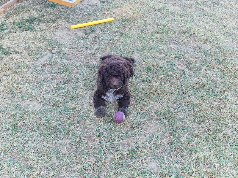 Lagotto con pedigre export