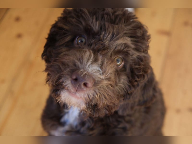 Lagotto Romagnolo Hündin mit LRWD e.V./ VDH Papieren